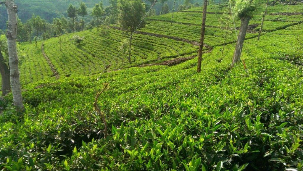 Artist Cottage Haputale Bagian luar foto